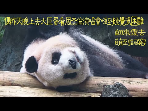 妹妹昨天晚上去大巨蛋看周杰倫演唱會嗨到睡覺很困難卻萌到詞窮20250109