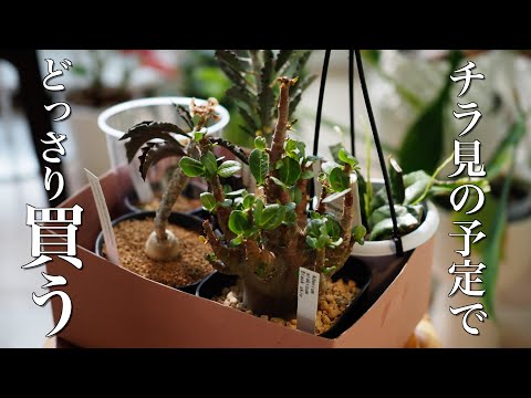 【植物購入】プロトリーフ閉店で減鉢中なのに、何鉢も買ってしまう人