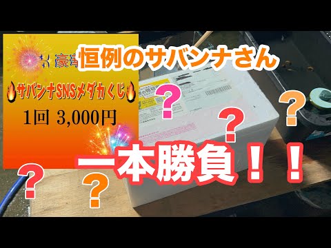 (メダカ)サバンナさんのメダカくじ買ってみました。何が当たるかな？？たまにはいいよね😁