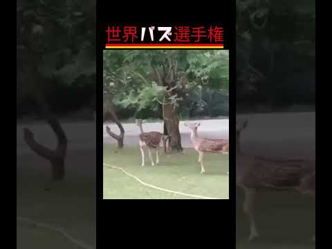 必見！動物たちのキュートすぎる日常ハプニング#癒やし #動物ハプニング#癒し系動物 #ViralAnimals#CuteAnimalMoments #shorts