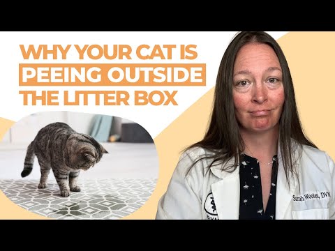 Reasons Cats Pee Outside the Litter Box & How to Stop It