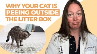 Reasons Cats Pee Outside the Litter Box & How to Stop It