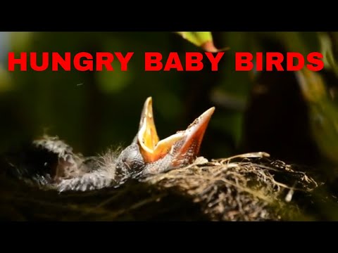 Hungry Baby Birds In Nest With Open Mouth Seeking For Food/Birds Video