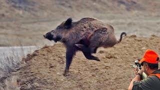 Wild Boar Hunting EXPOSED!