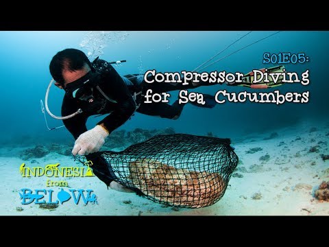 Risking Your Life: Compressor Diving for Sea Cucumbers [4K] | Indonesia from Below (S01E05) | SZtv