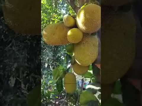 Jack Fruit (jaca) fruto de 7 sabores