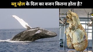 ब्लू व्हेल के दिल का वजन कितना होता है? | #shorts #newfactsvideohindi #amazingfactsvideo