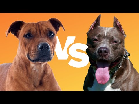 STAFFY VS PITBULL: 4 Ways to Tell Them Apart