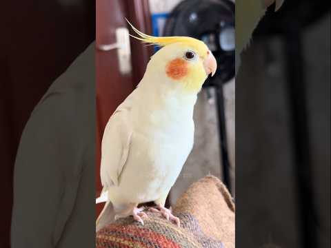 Check out Jerry the cockatiel singing cutely and innocently! 🥰🎶🎤🦜