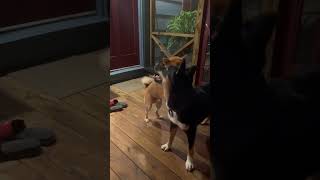 Shiba Inu Puppy Playing With Lapponian Herder