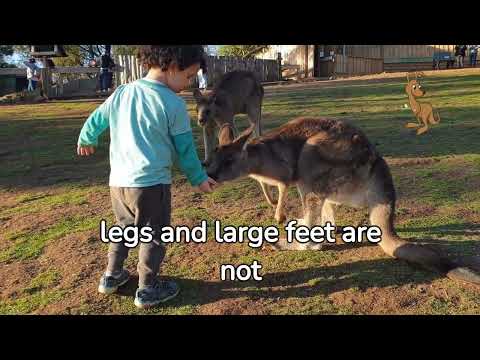 Hopping and Hoping: The Remarkable World of Kangaroos