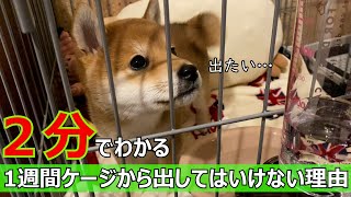 【柴犬】迎えたばかりの子犬が1週間ケージ内で過ごすべき理由を2分で説明します