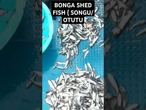 BONGA SHED FISH ( SONGU/OTUTU