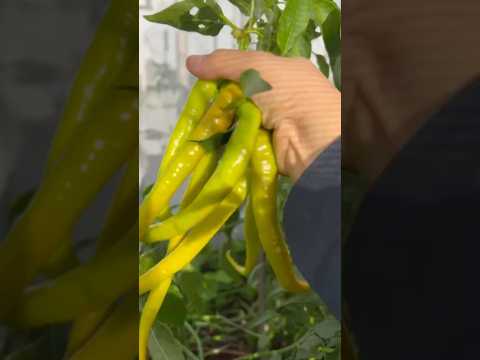 Pepper harvest in December. #californiagarden #gardening #peppers #backyardvegetablegarden