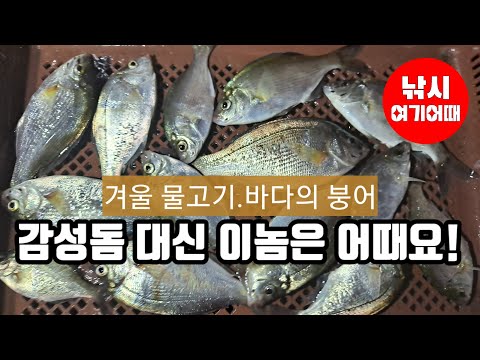 감성돔 대신 이놈이라도 실컷 낚아보자/방파제생활낚시/부산권낚시/낚시멍 힐링영상/취미생활/낚시여기어때