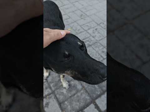 Cute street dog Bishkek, Kyrgyzstan 귀여운 길거리 멍뭄 비슈케크