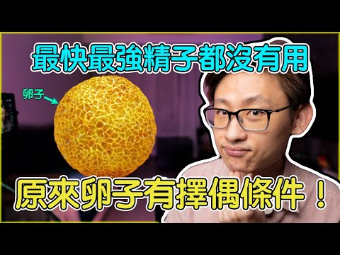 原來卵子也有擇偶條件！最快最強的精子也沒用，受孕成功要看卵子的臉色。卵子的受精過程和症狀。