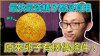 原來卵子也有擇偶條件！最快最強的精子也沒用，受孕成功要看卵子的臉色。卵子的受精過程和症狀。