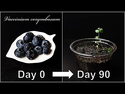 How to grow Blueberry｜Growing Blueberry from seed｜How to grow #50 Blueberry｜Eng Sub