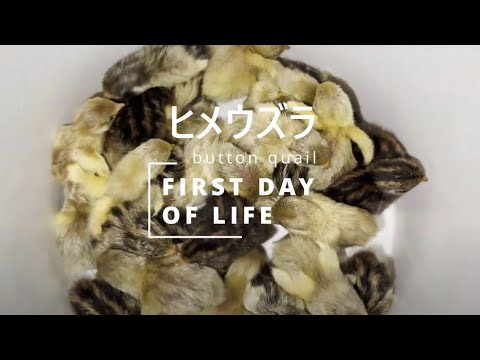 Button Quail (King Quail)💕🐤 First Day of Life 🐤🐤 Teaching Life Skills: Drinking and Eating 🐣🐥🐤 ヒメウズラ