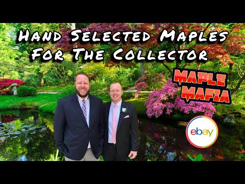 Maple Mafia | eBay Break Down | Hand Selected Maples for the Collector