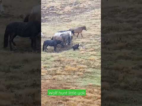 Uncle horse saved little yak from #wildwolf, #yak dad filming