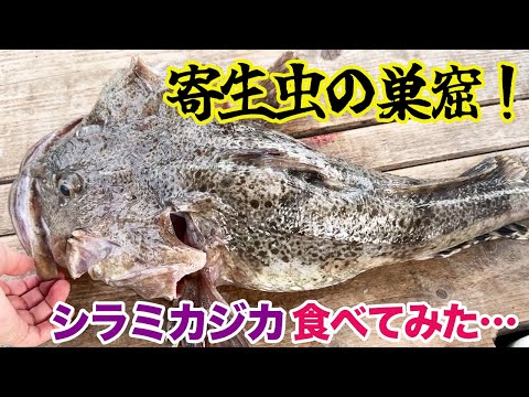 寄生虫の巣窟…シラミカジカ食べてみた