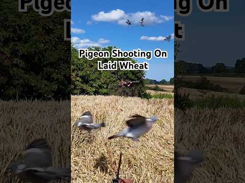 Red Letter Day | Pigeon Decoying On  Laid Wheat