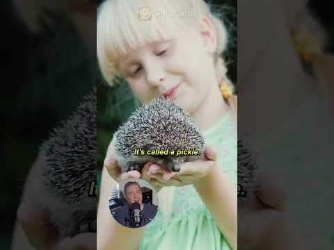 Cute Group of Hedgehogs