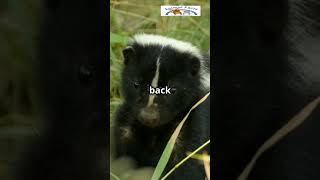 Stinky Survivors: The Secret Life of Skunks #CheekyCritters #Skunk #AnimalTrivia #NatureFascination