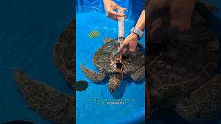 Day in the Life of a Rescue Sea Turtle 🌊🐢 #savetheturtles #rescueanimal #seaturtles