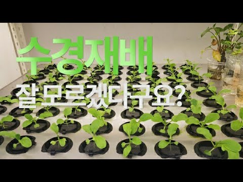 HYDROPONICS SYSTEMS for Beginners! [ENG SUB]