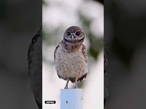 Cute funny owl 🦉#funny#comedy#viral#shorts#owl#bird