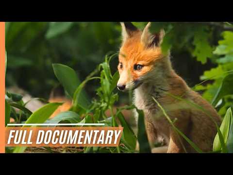 Biebrza: Exploring Europe's Untamed Waterworld – The European Amazon | Full Documentary