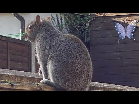 Squirrel Munching 🐿️🐿️🥰😘