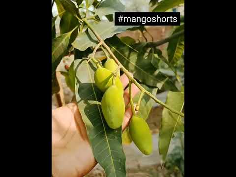 #shorts  #miniature  #tinyfood  #minifoods ,green mango masala#shorts kaccha aam#shorts videos 2022