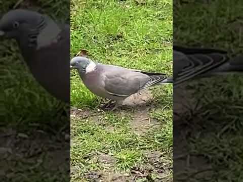 Cute🥰 wood pigeon 🦅eating