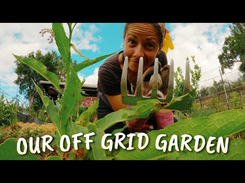 The Magic of Growing our own Food 🌻Harvesting and Maintaining our Summer Garden