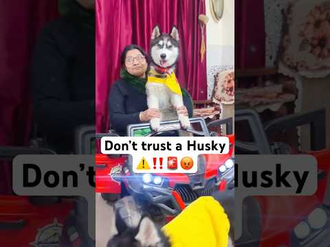 My Dog is not Loyal🚨😡 #shorts #dog #husky #trendingsongs