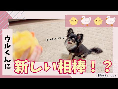 新入りの相棒を受け入れまくりのウルくん🐶楽しそう🥰【doggybox5月】