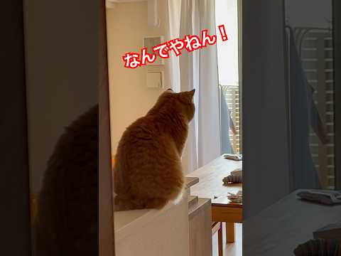 3.2.1！なんでやねん！#猫の不思議 #ねこのきもち #なんでやねん