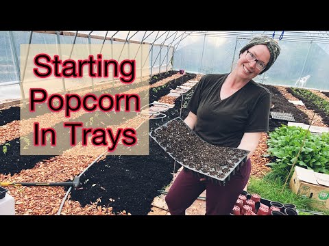 How To Start Corn for Transplanting and Growing Popcorn | Zone 8b PNW