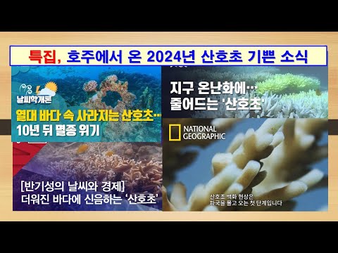 [특집] 호주에서 온 2024년 산호초 기쁜 소식, #기후변화, #바다, #이산화탄소