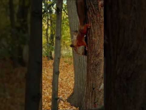 Squirrel vs dove attack #shorts#animals#nature#danger#viral