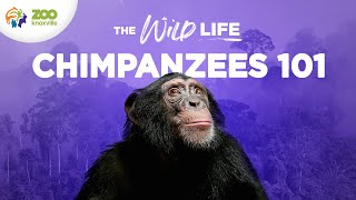 Championing Chimpanzee Conservation - The Wild Life