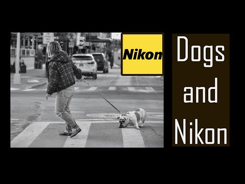 Dogs | I've met in my Life with Nikon Cameras Photography Class 430