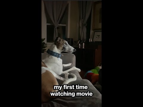 Dog becomes film snob #shorts