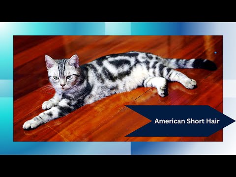 😺 Explore the World of American Shorthair Cats: The Ultimate Guide!