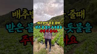 배추밭에 물을 줄때 받은 물 말고 수돗물을 주면 더 좋아요