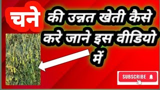 चने की उन्नत खेती की जानकारी देखे इस वीडियो में how to grow bangal gram #vlog #india #watch